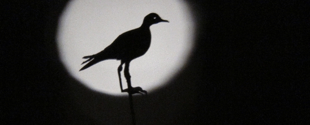 Regenpfeifer Regenpfeifer